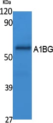 BT LAB manufacturer product image