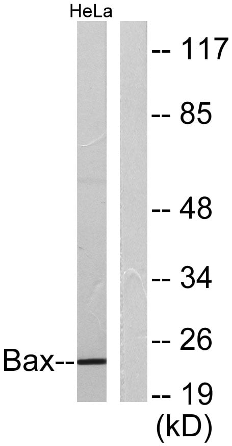 BT LAB manufacturer product image