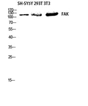 BT LAB manufacturer product image