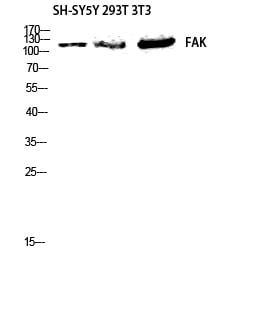 BT LAB manufacturer product image