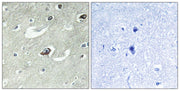 BT LAB manufacturer product image