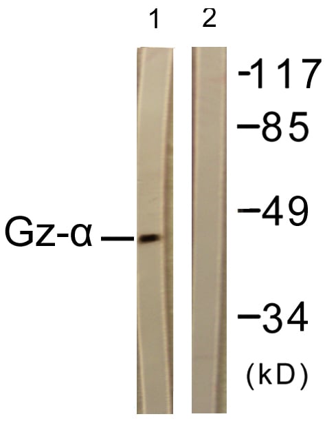 BT LAB manufacturer product image