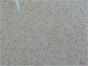 BT LAB manufacturer product image