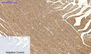 BT LAB manufacturer product image