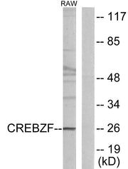 BT LAB manufacturer product image