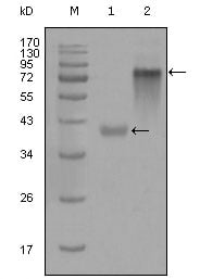 BT LAB manufacturer product image