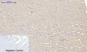 BT LAB manufacturer product image