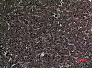 BT LAB manufacturer product image