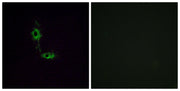 BT LAB manufacturer product image