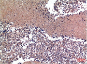 BT LAB manufacturer product image