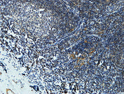BT LAB manufacturer product image