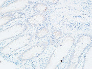 BT LAB manufacturer product image