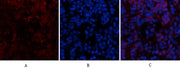 BT LAB manufacturer product image