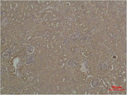BT LAB manufacturer product image