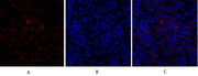 BT LAB manufacturer product image