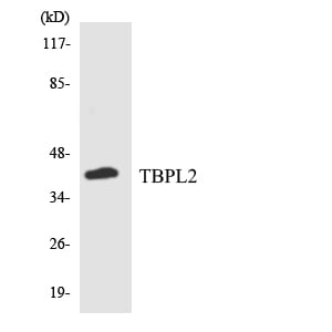 BT LAB manufacturer product image