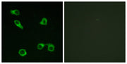 BT LAB manufacturer product image