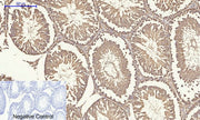 BT LAB manufacturer product image