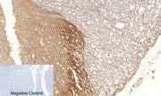 BT LAB manufacturer product image
