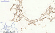 BT LAB manufacturer product image