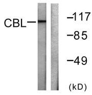 BT LAB manufacturer product image