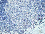 BT LAB manufacturer product image