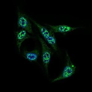 BT LAB manufacturer product image