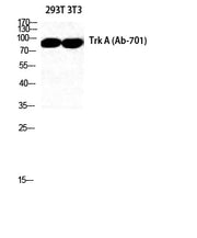 BT LAB manufacturer product image