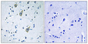BT LAB manufacturer product image