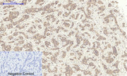 BT LAB manufacturer product image