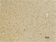 BT LAB manufacturer product image