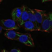 BT LAB manufacturer product image