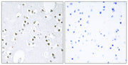 BT LAB manufacturer product image