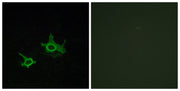 BT LAB manufacturer product image