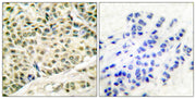 BT LAB manufacturer product image