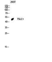 BT LAB manufacturer product image