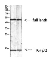 BT LAB manufacturer product image