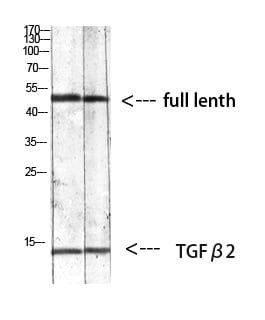 BT LAB manufacturer product image