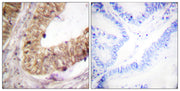 BT LAB manufacturer product image