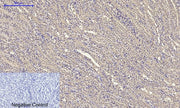 BT LAB manufacturer product image