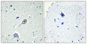 BT LAB manufacturer product image