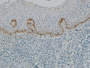 BT LAB manufacturer product image