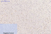 BT LAB manufacturer product image
