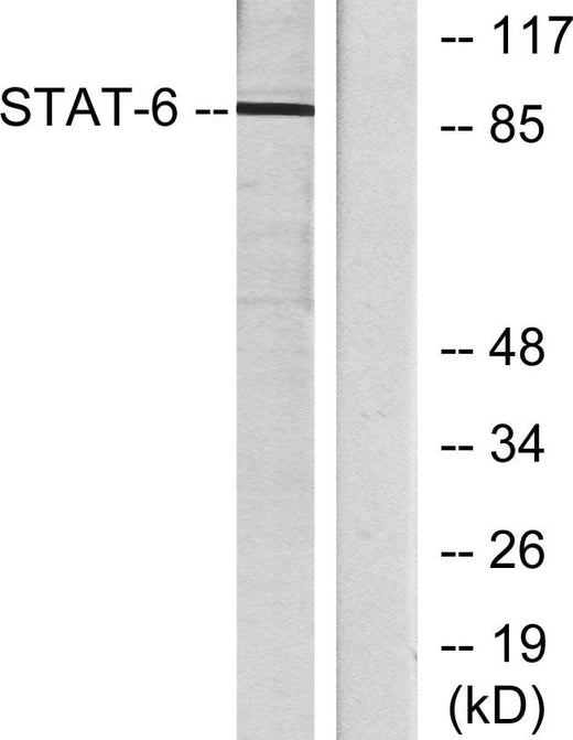 BT LAB manufacturer product image