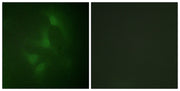 BT LAB manufacturer product image