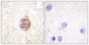 BT LAB manufacturer product image