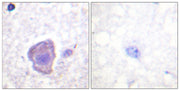 BT LAB manufacturer product image