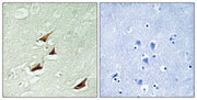 BT LAB manufacturer product image