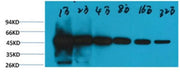 BT LAB manufacturer product image