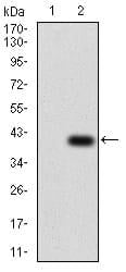 BT LAB manufacturer product image